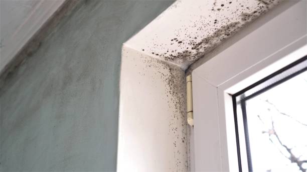 Best Black Mold Removal  in Nett, MO