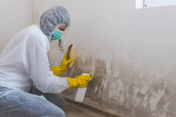 Best Mold Damage Repair  in Nett, MO