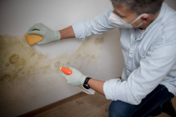 Best Affordable Mold Removal  in Nett, MO