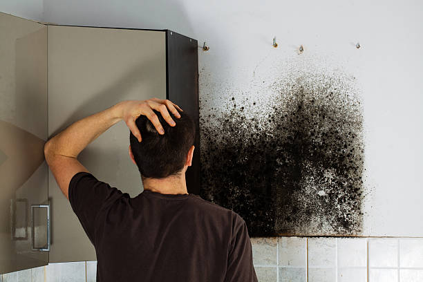 Best Mold Inspection  in Nett, MO