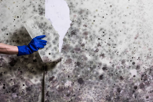 Best Emergency Mold Removal  in Nett, MO