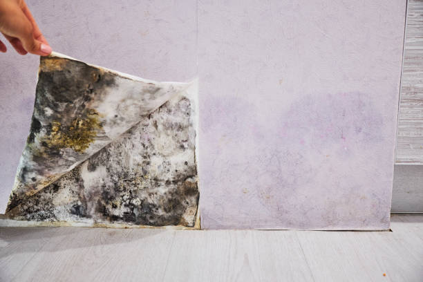 Best Home Mold Removal  in Nett, MO